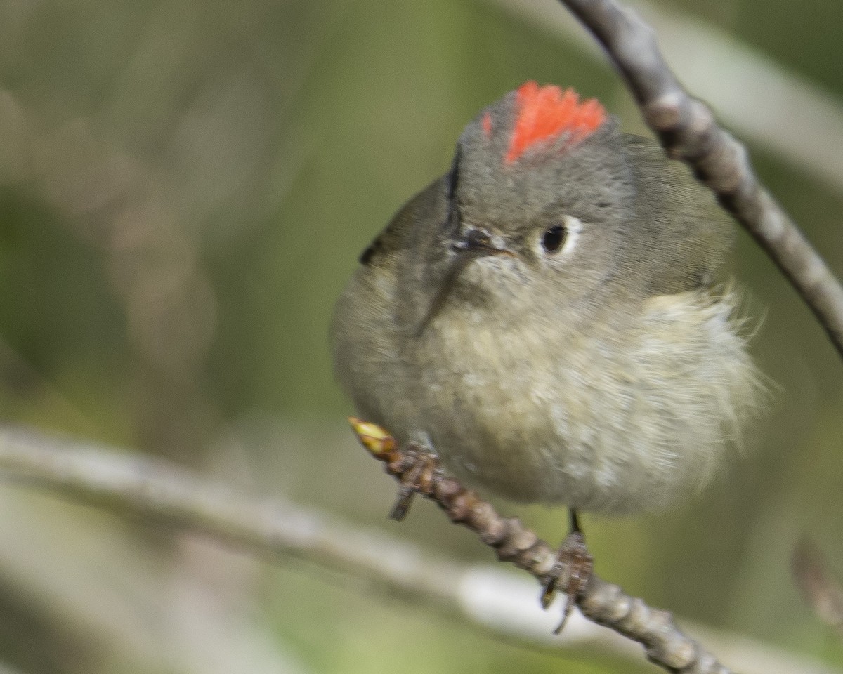 Ruby-crowned Kinglet - ML545795261