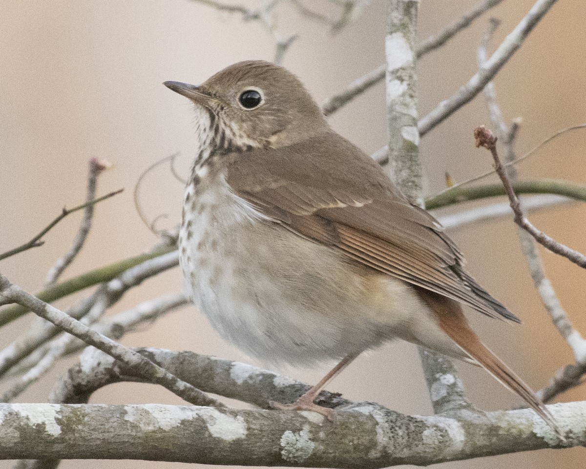 Hermit Thrush - ML545795631