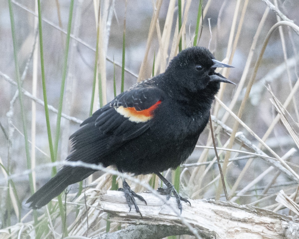 Red-winged Blackbird - ML545795931