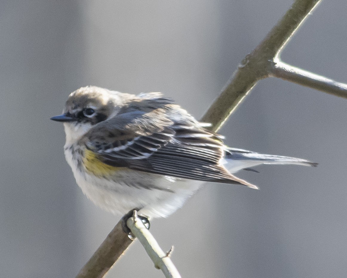 Yellow-rumped Warbler - ML545796051