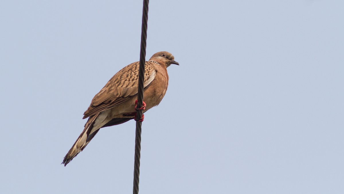 Spotted Dove - ML545799111