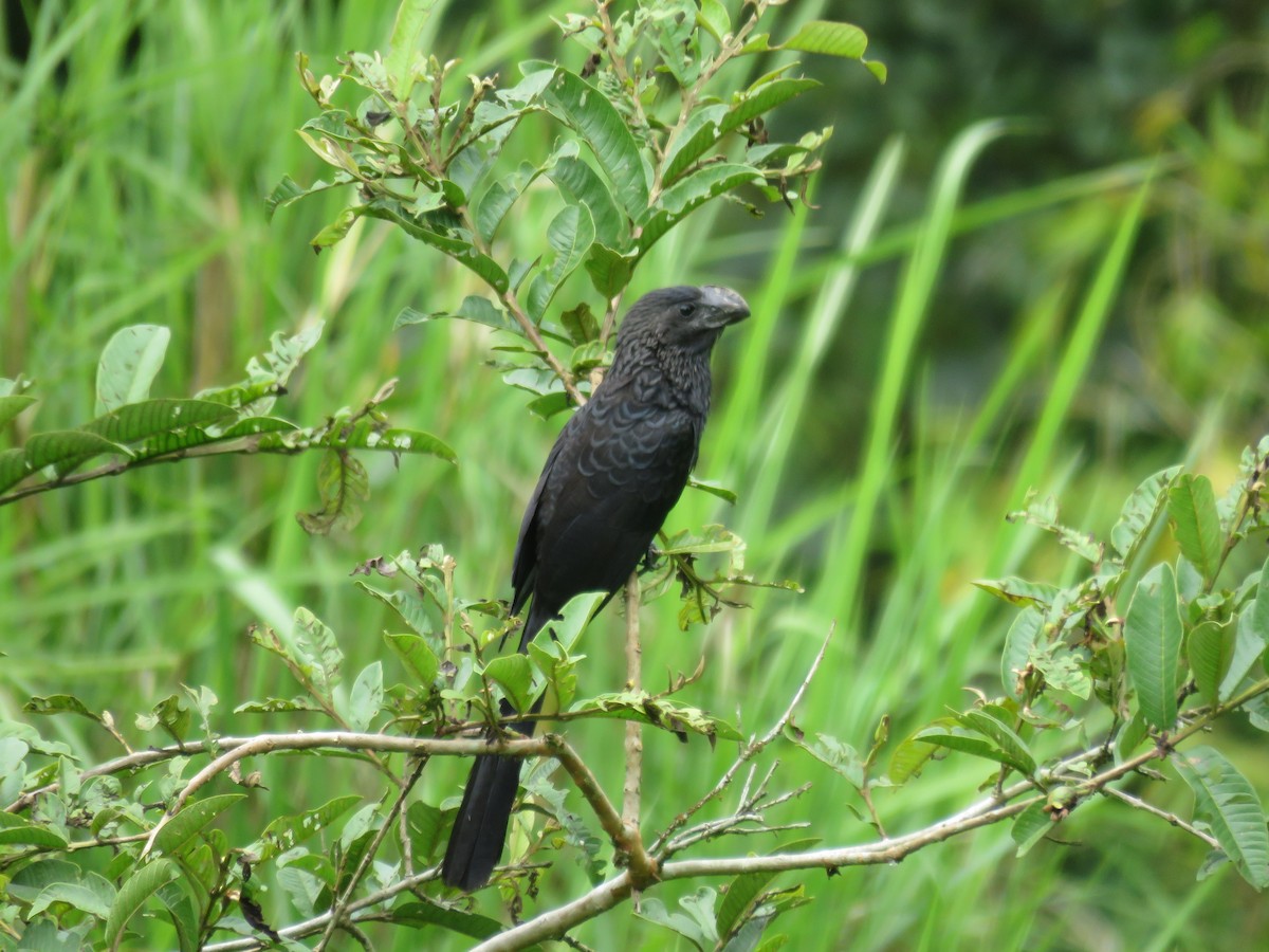 Smooth-billed Ani - ML545799531