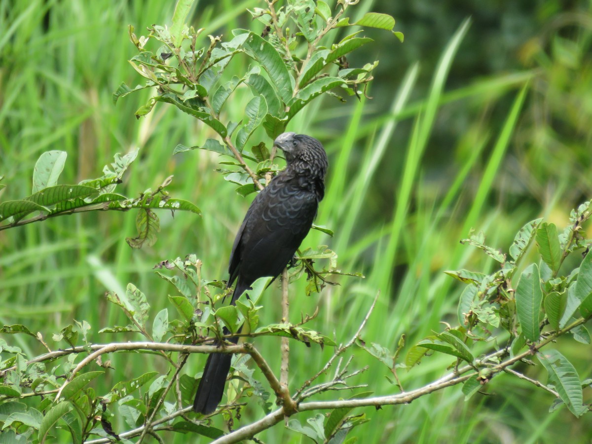 Smooth-billed Ani - ML545799541