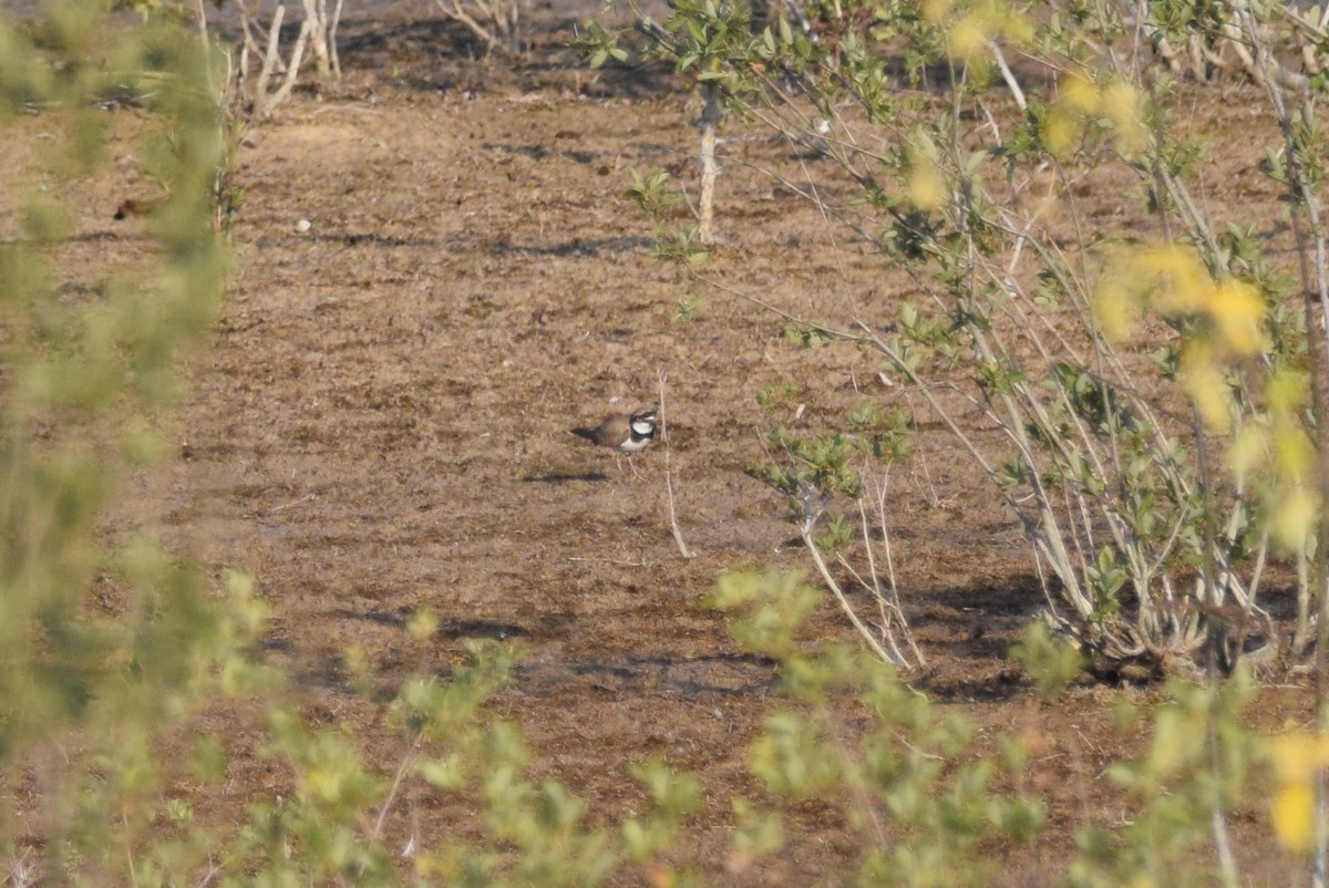 Little Ringed Plover - ML545800691