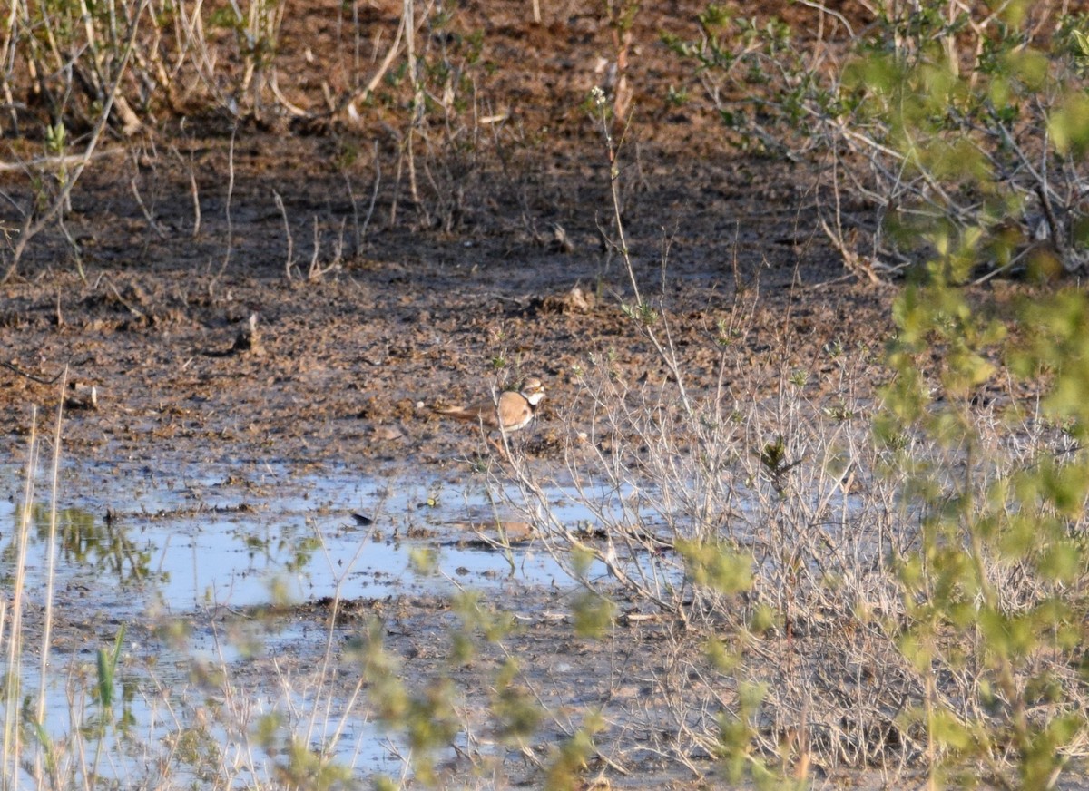 Little Ringed Plover - ML545801541