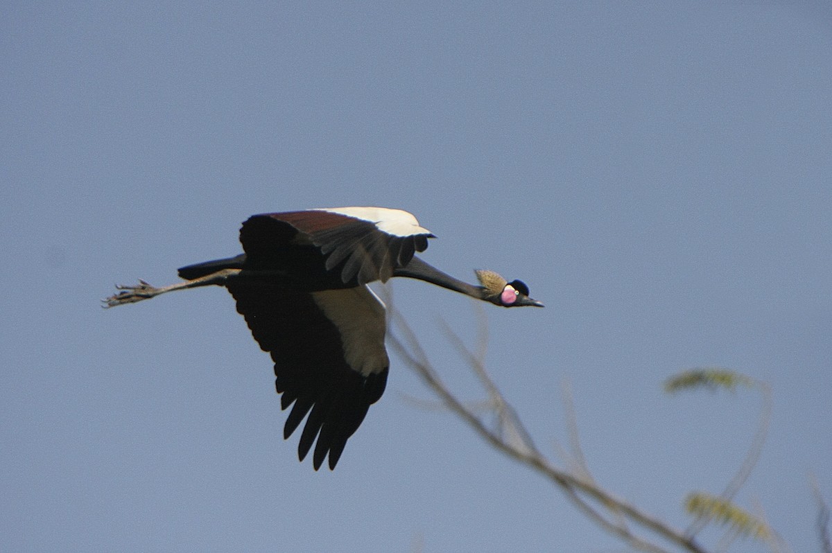 Black Crowned-Crane - Alfonso Rodrigo