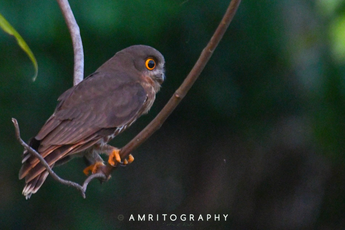 Brown Boobook - amrit raha