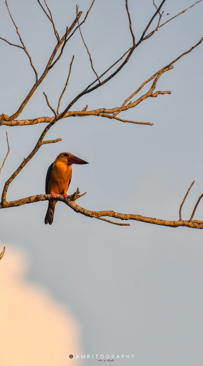 Stork-billed Kingfisher - ML545802851