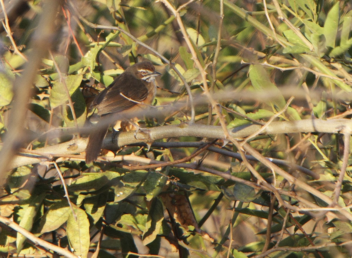 Moustached Grass-Warbler - ML545802891