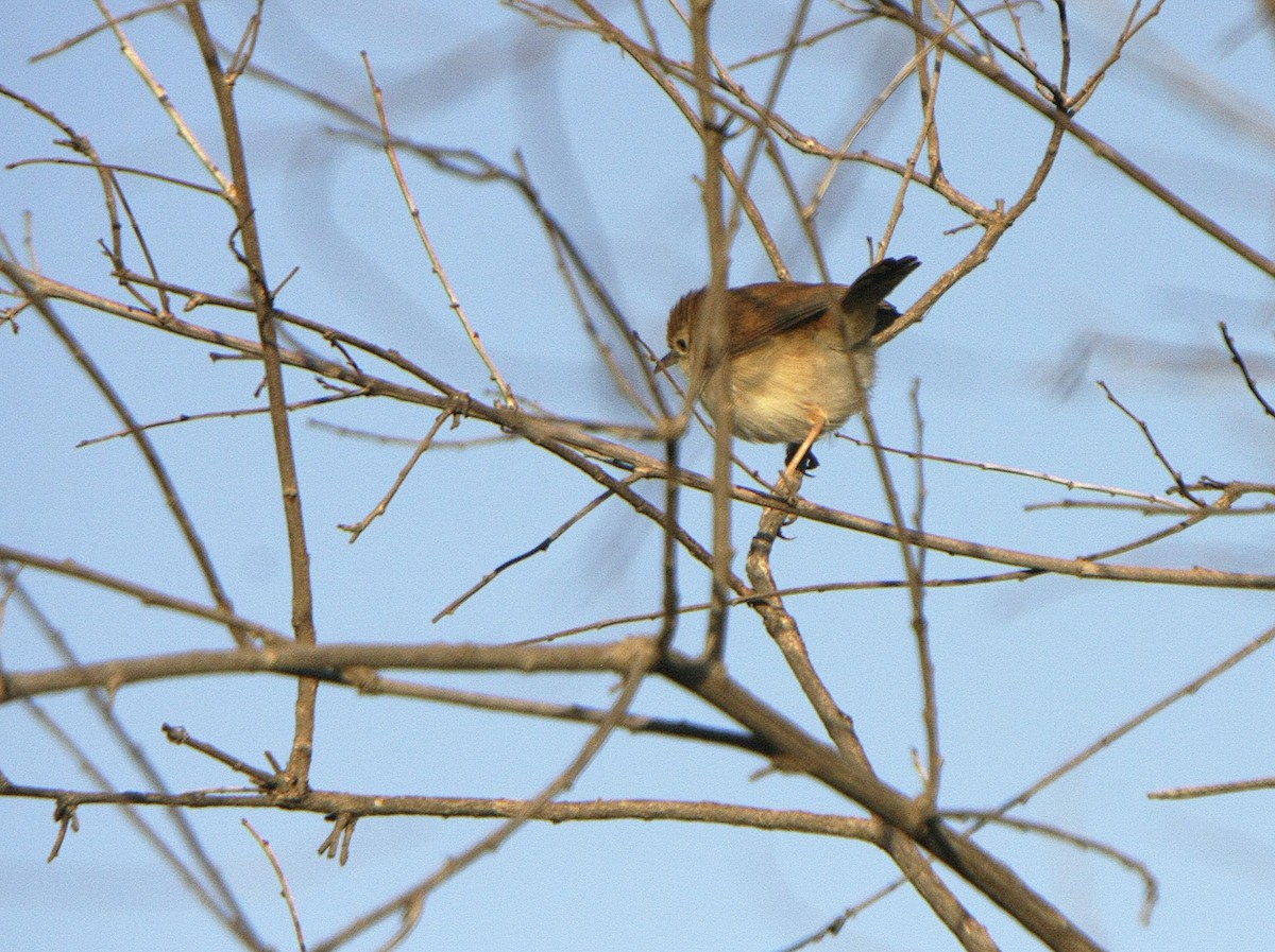 Foxy Cisticola - ML545802991