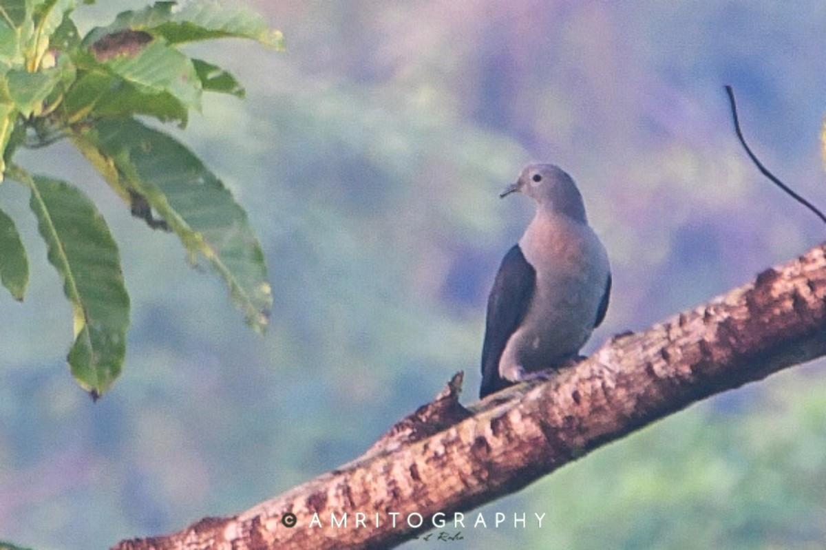 Nicobar Imperial-Pigeon - ML545803141