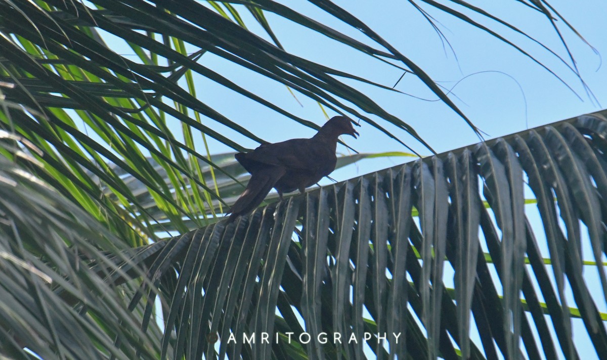 Andaman Cuckoo-Dove - ML545803361