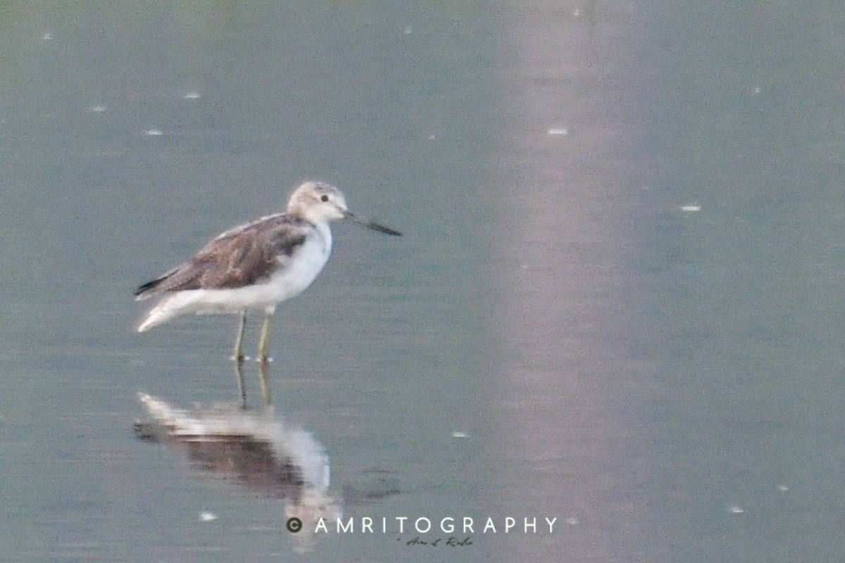 Common Greenshank - ML545804491