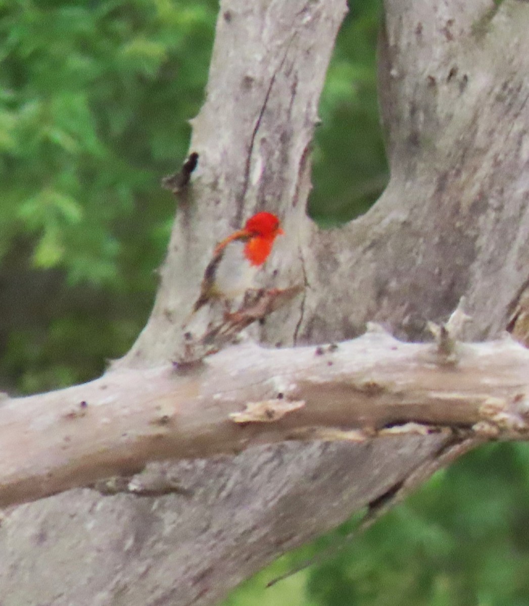 Red-headed Weaver (Southern) - ML545805621