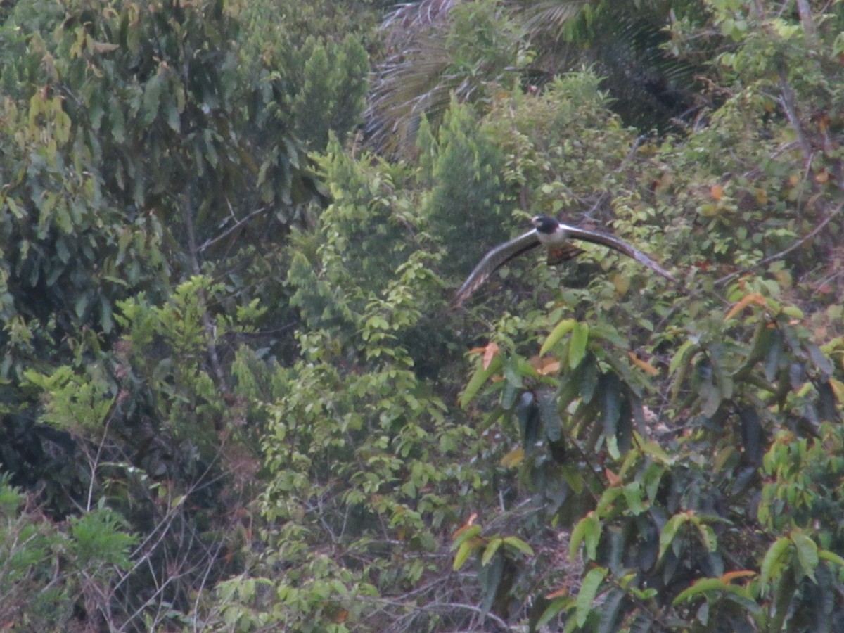 Long-winged Harrier - ML545806021