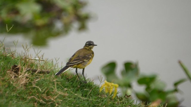 Eastern Yellow Wagtail - ML545806201