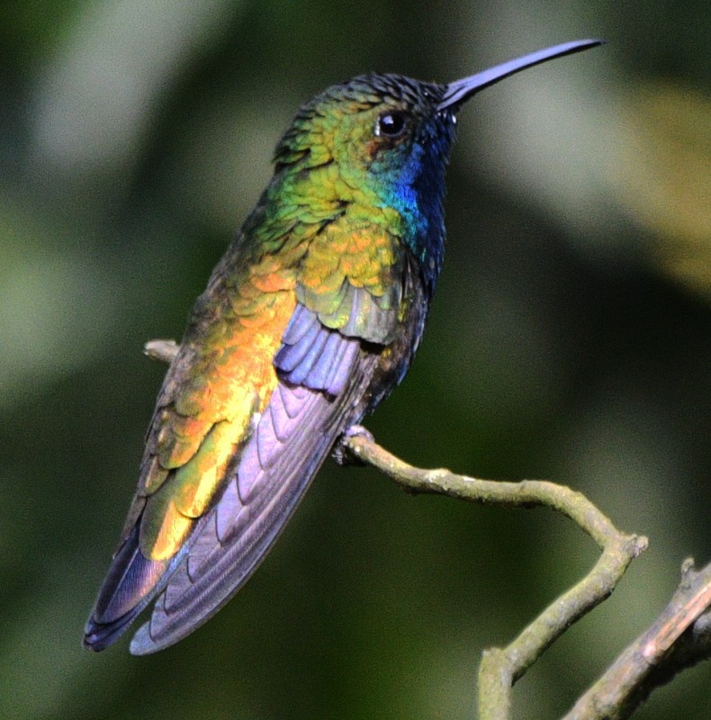 kolibřík tropický - ML545806241