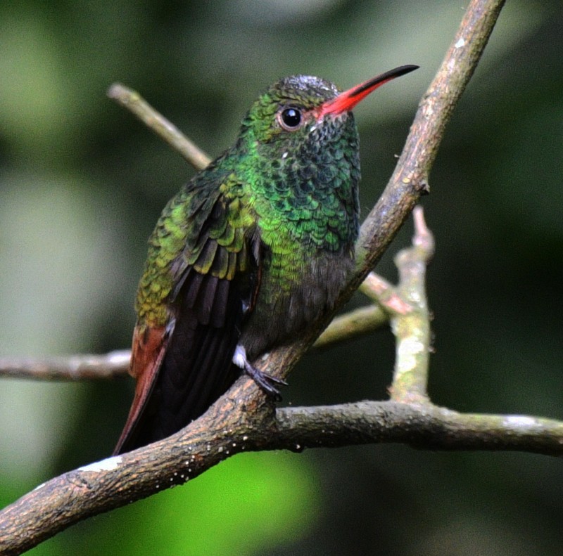 Rufous-tailed Hummingbird - Jos Simons