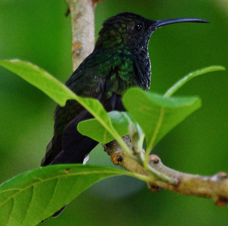 Blauschwanz-Buffonkolibri - ML545807121