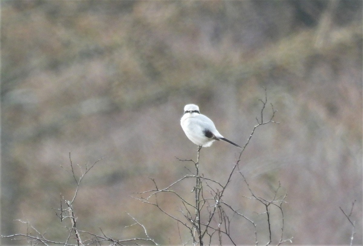 Great Gray Shrike - Alan Bird