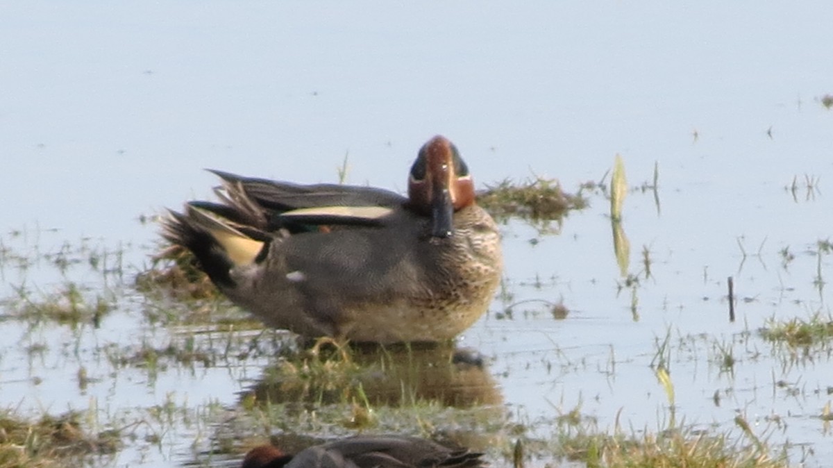 Green-winged Teal (Eurasian) - ML545809231