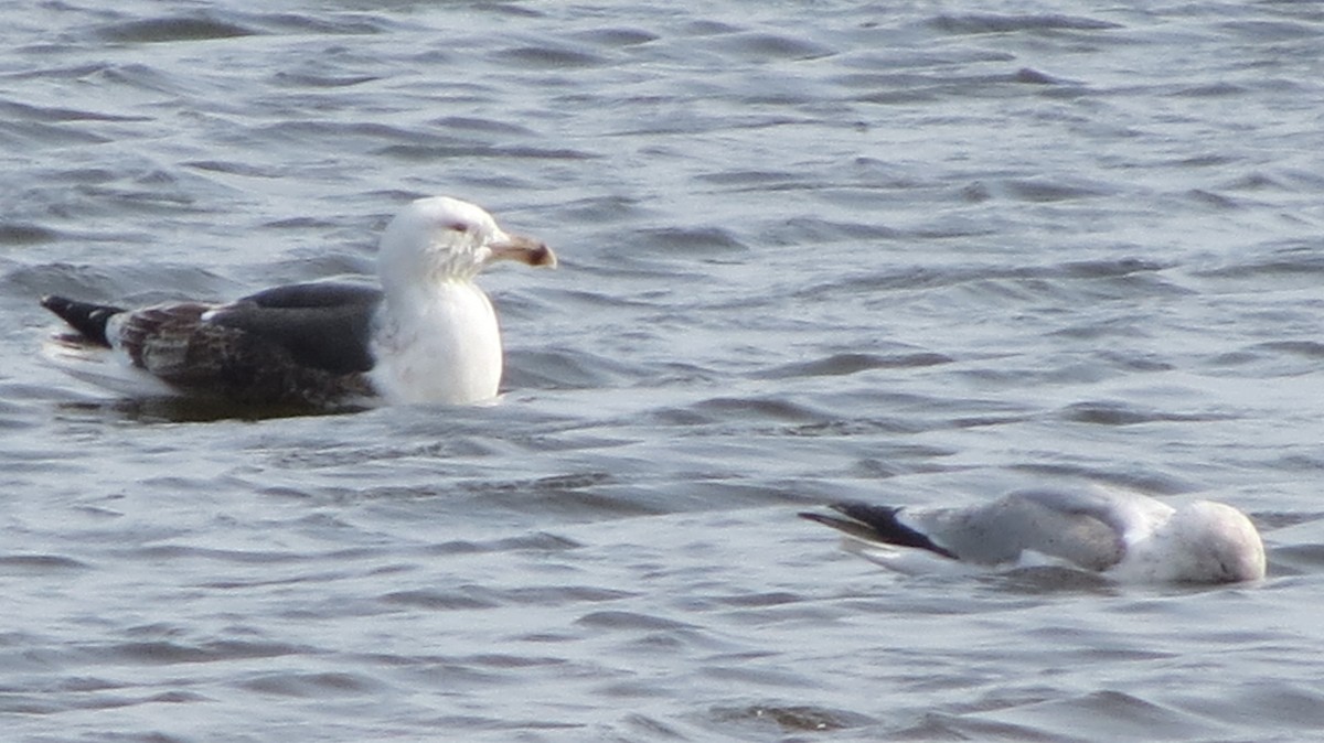 Great Black-backed Gull - ML545809511