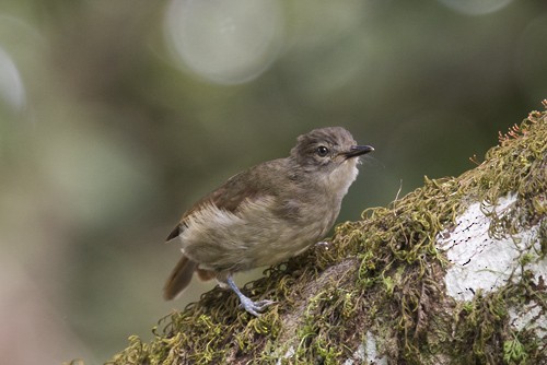 Cameroon Olive-Greenbul - ML545809891