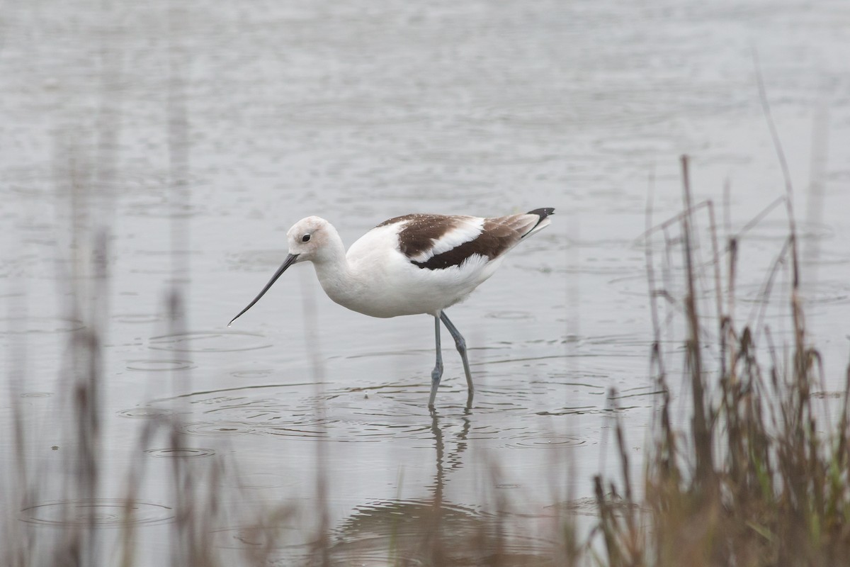 American Avocet - Nathan French