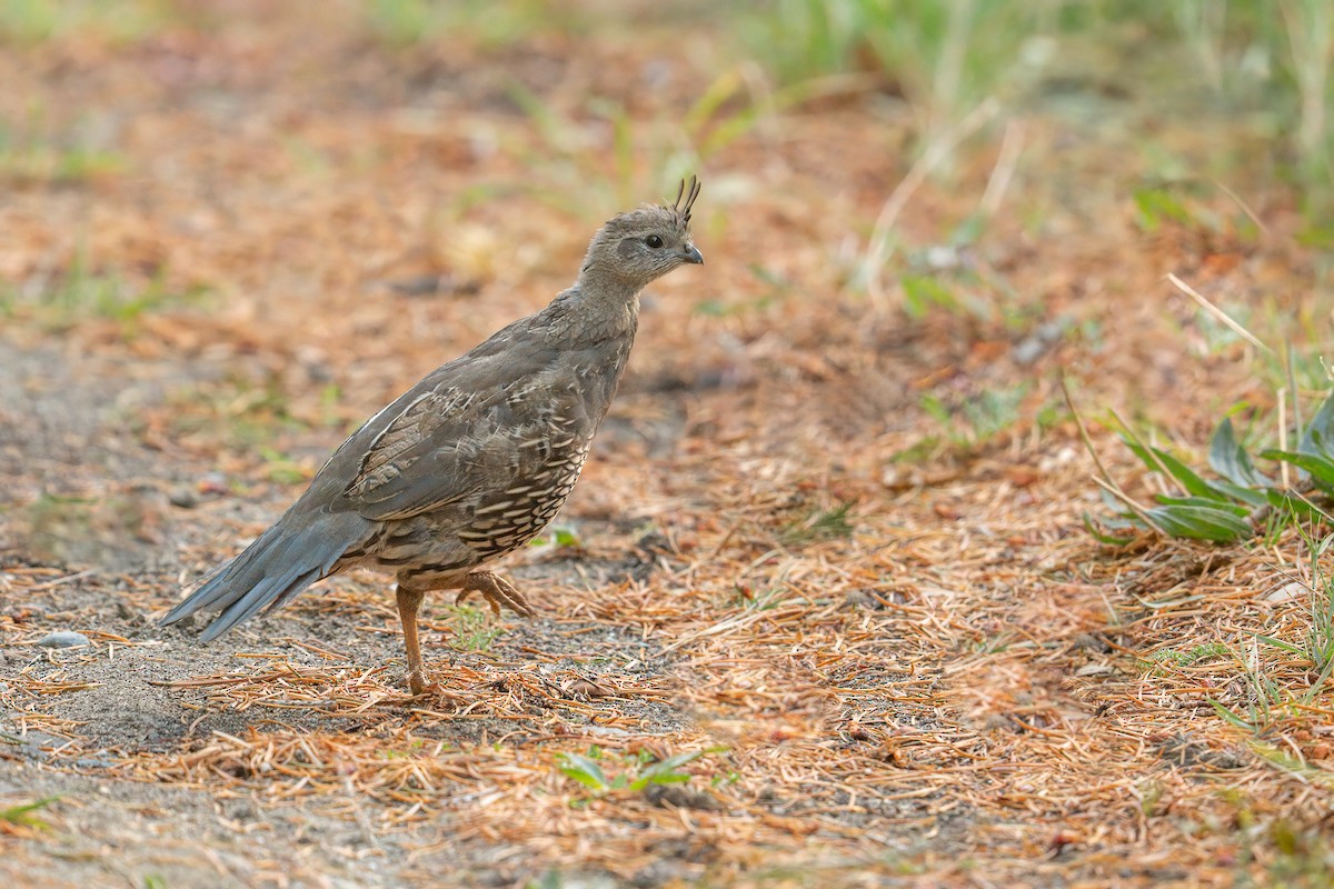 California Quail - ML545810821