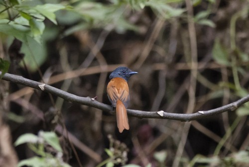 Bates's Paradise-Flycatcher - ML545811091