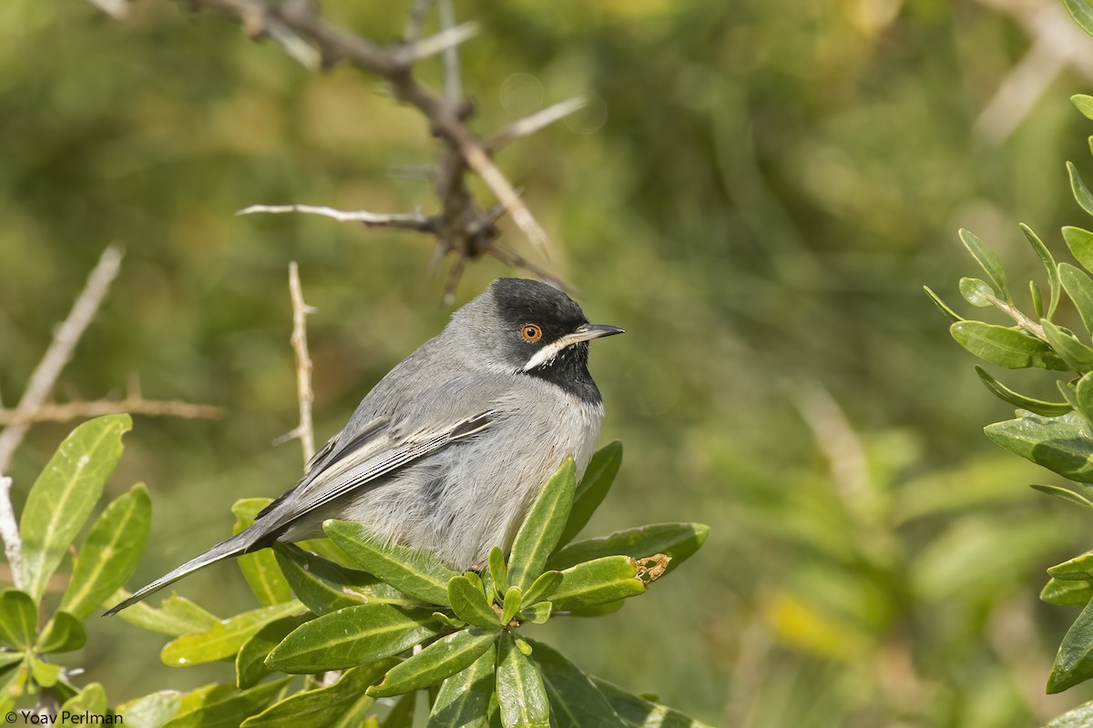 Rüppell's Warbler - Yoav Perlman