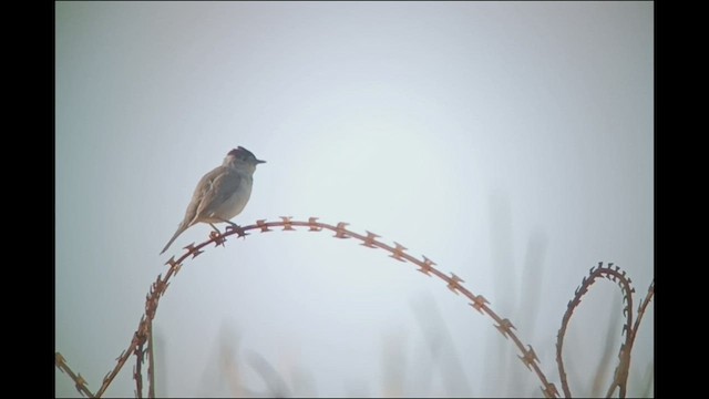 Eurasian Blackcap - ML545813291