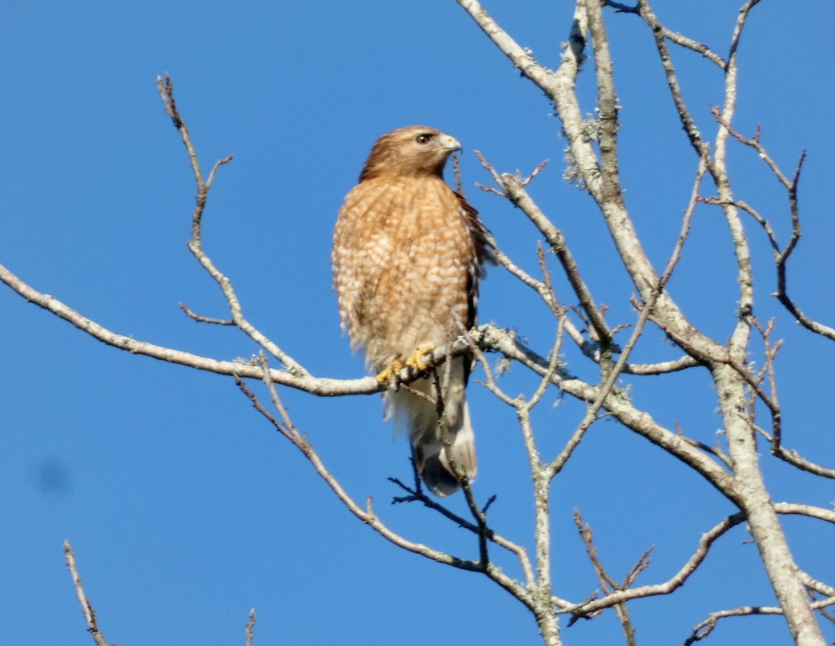 Red-shouldered Hawk - ML545814491