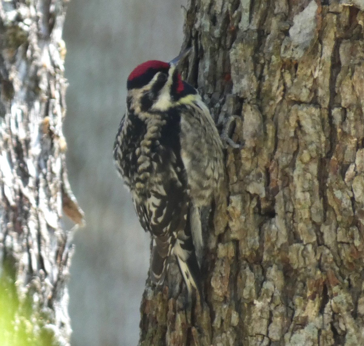 Yellow-bellied Sapsucker - ML545814591