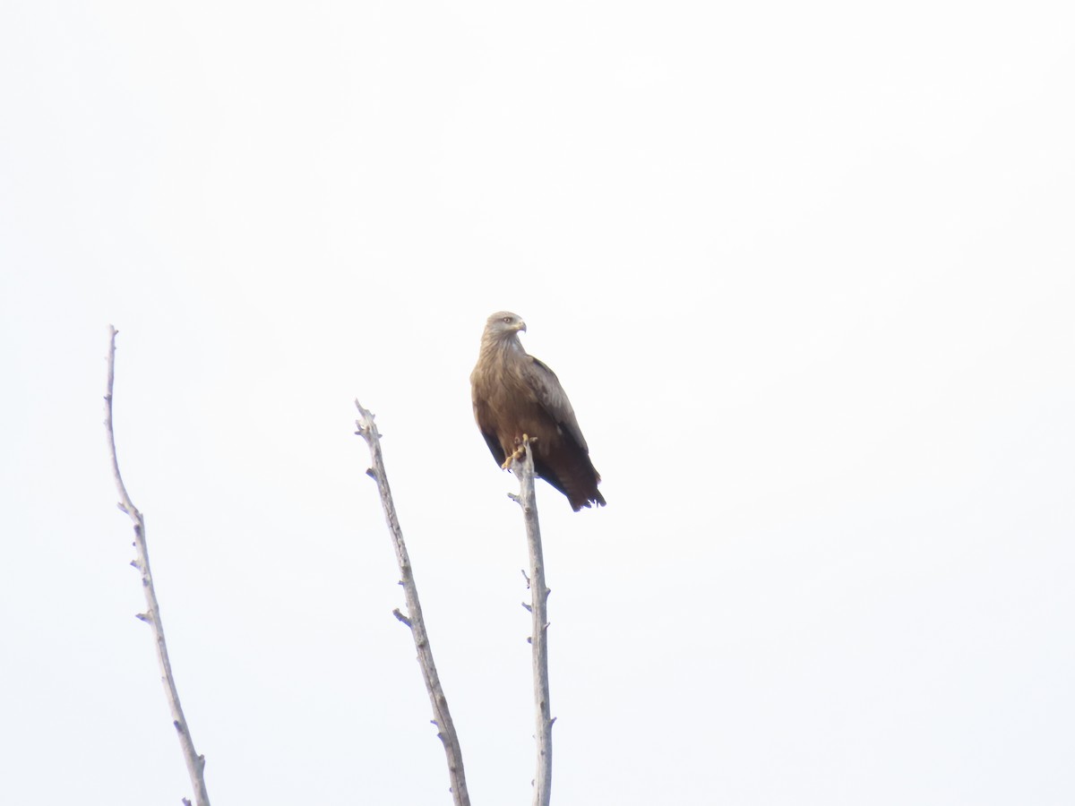 Black Kite - Miguel Diez Vaquero