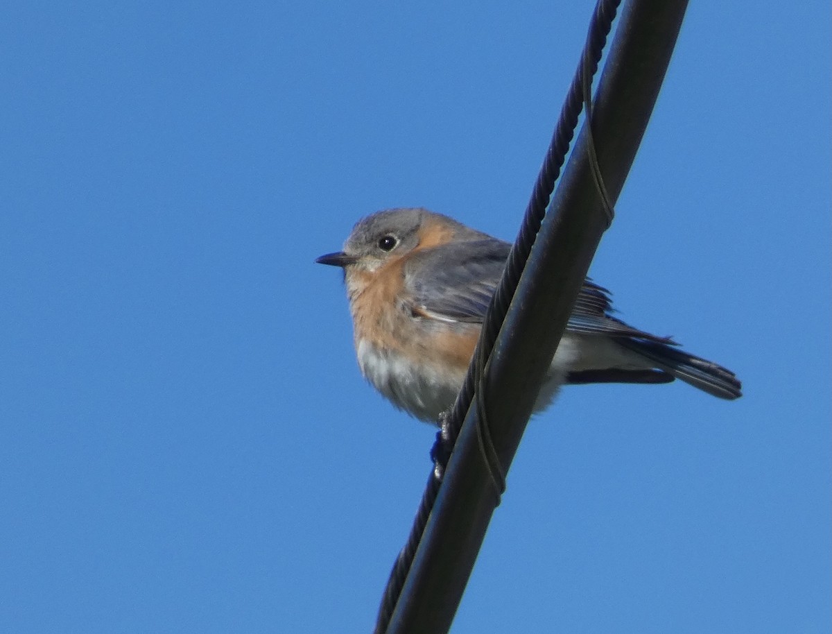 Eastern Bluebird - Gary Byerly