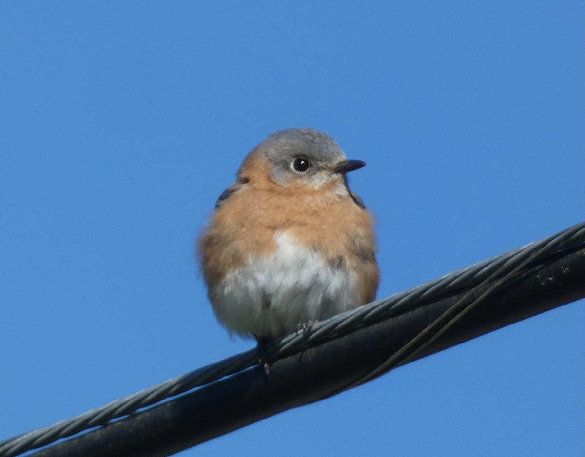 Eastern Bluebird - ML545814721