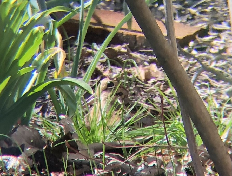 American Woodcock - ML545814751