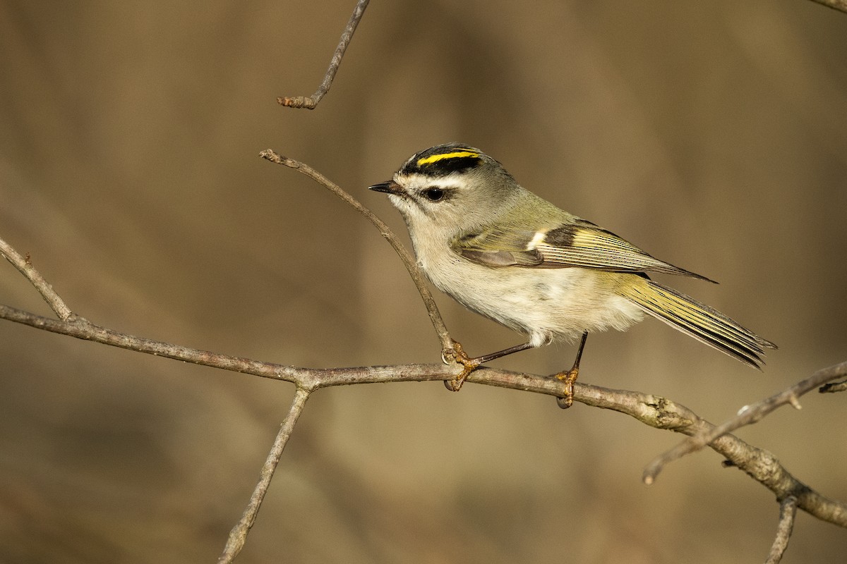 Roitelet à couronne dorée - ML545814801