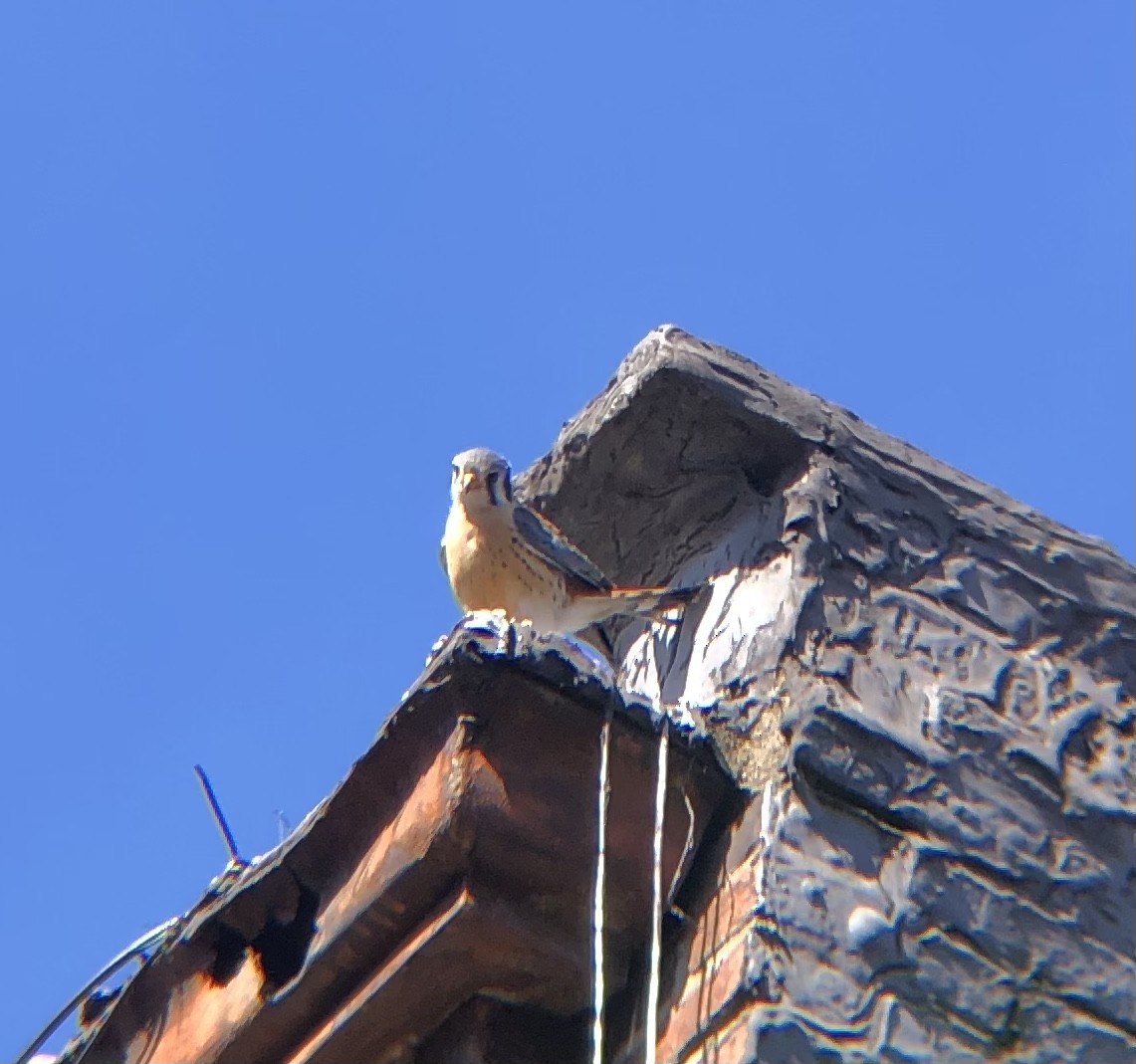 American Kestrel - ML545814871