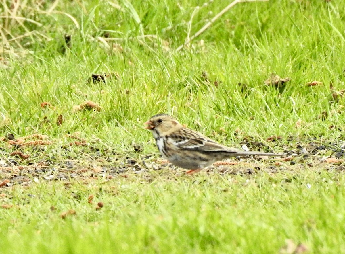 Harris's Sparrow - ML545815761