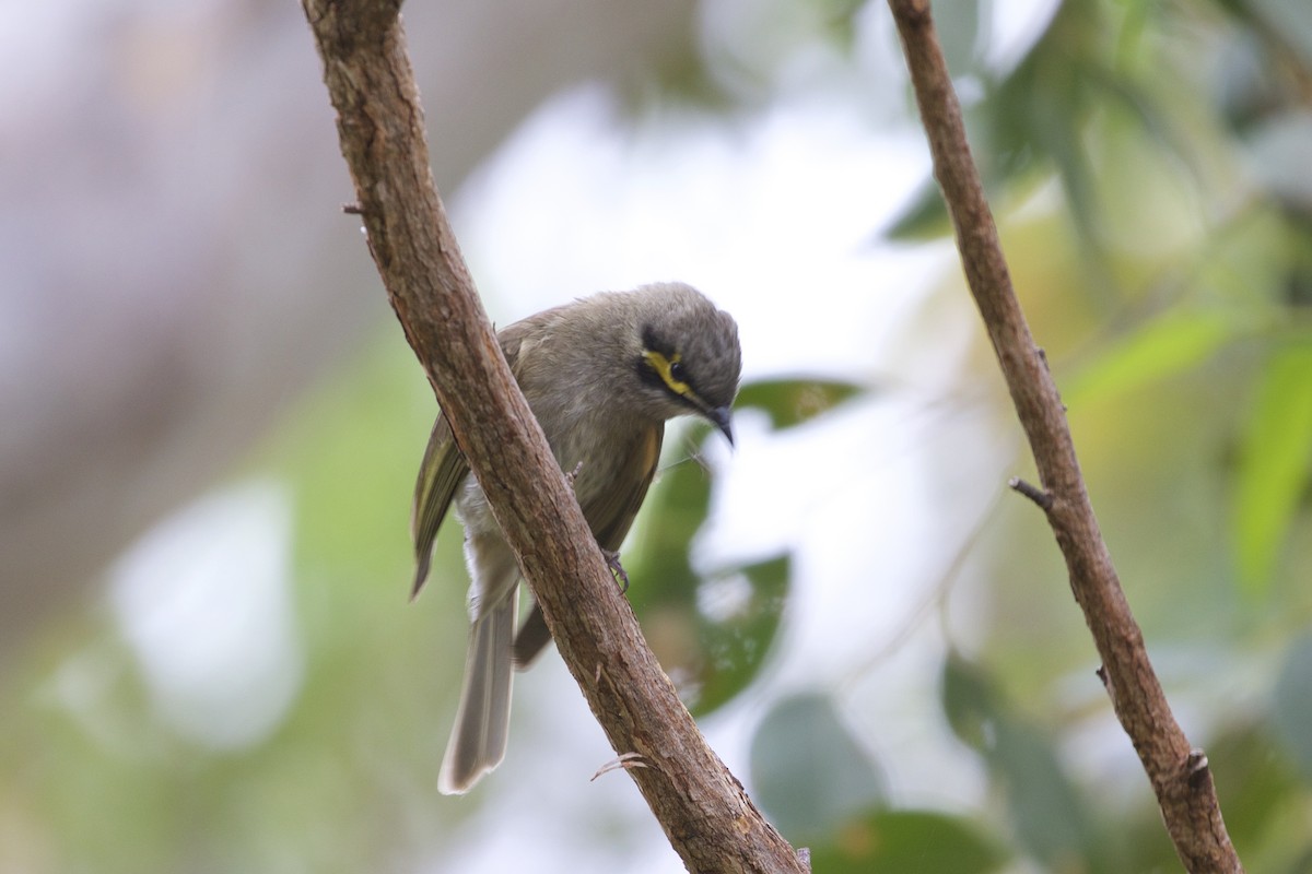 Yellow-faced Honeyeater - ML545816791