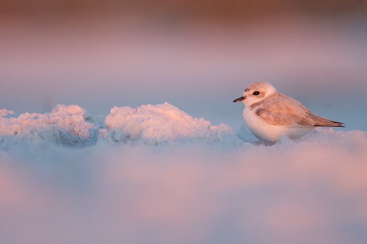 Snowy Plover - Jonathan Irons