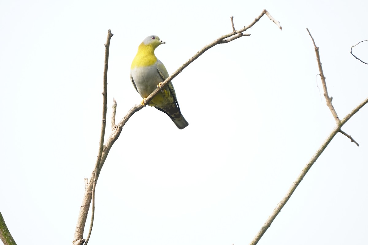 Yellow-footed Green-Pigeon - ML545817551