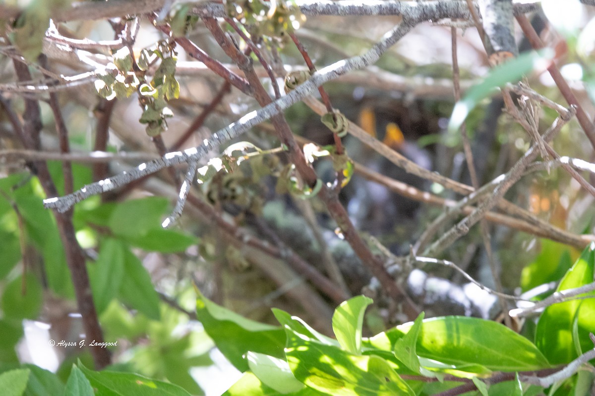 White-crested Elaenia - ML545818011