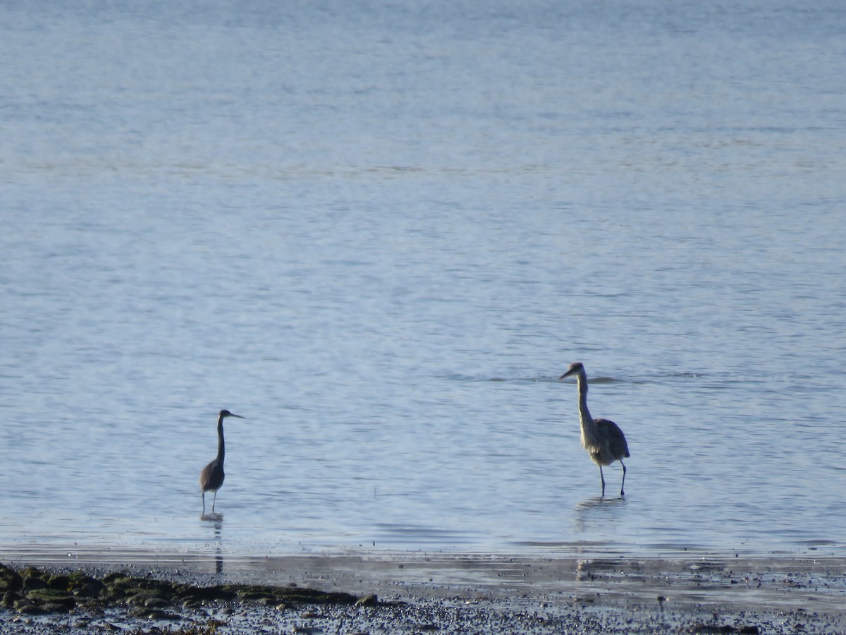 Tricolored Heron - ML54581811