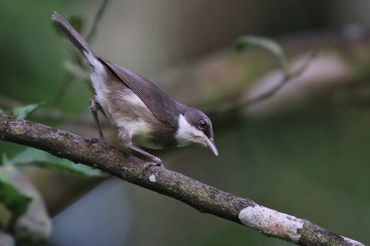 Dohrn's Thrush-Babbler - ML545818251