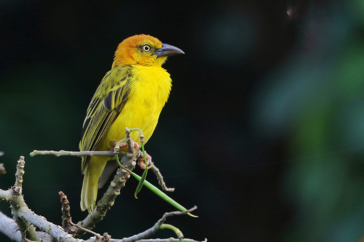 Principe Golden-Weaver - Joshua Bergmark | Ornis Birding Expeditions