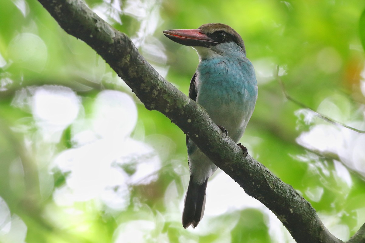 Martin-chasseur à poitrine bleue - ML545818661