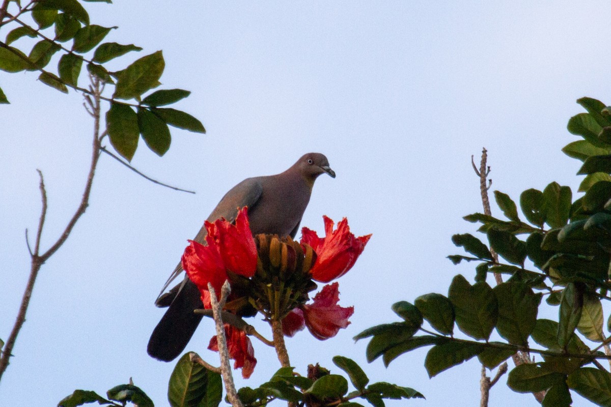 Plain Pigeon - ML545818891